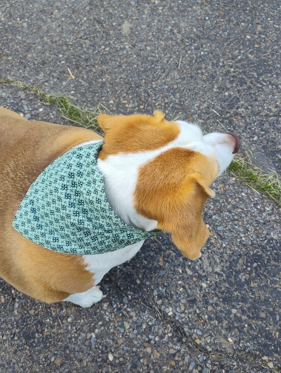 handsewn Other - Dog Bandana. Handsewn With Elastic To Fit Over Dog's Head. Custom Colors